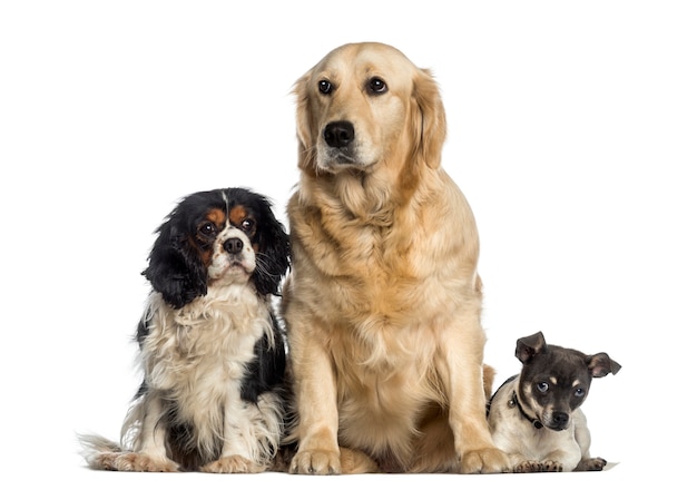 Premium Photo | Group of dogs sitting together