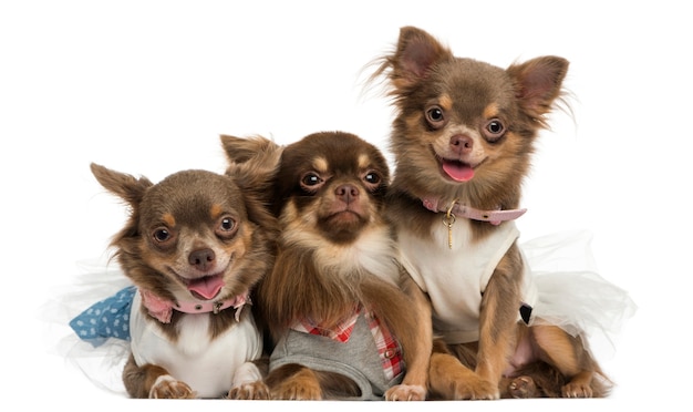 Premium Photo | Group of dressed-up chihuahuas panting, looking at the ...