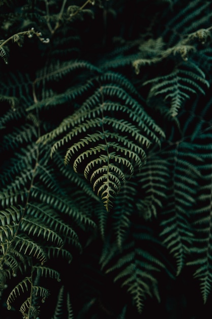 Premium Photo | Group of ferns on moody green tones