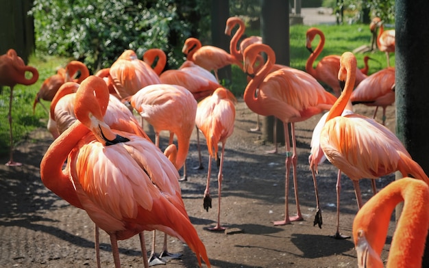 A group flamingos are searching for food in the amsterdam ...