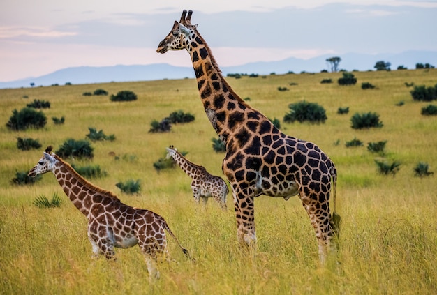 Premium Photo | Group of giraffes in the savannah.