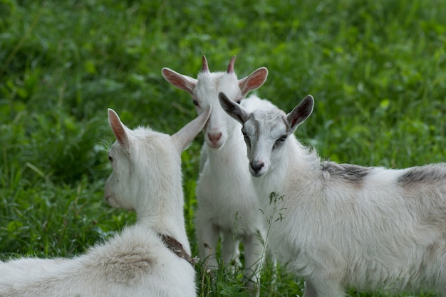 what do you call a group of baby goats