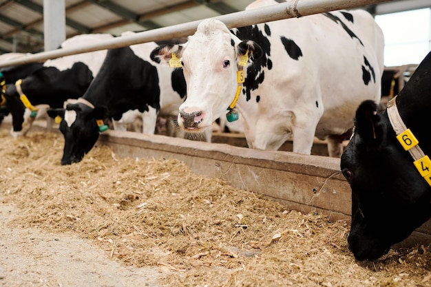 Premium Photo | Group of milk cows in collars standing in livestock ...