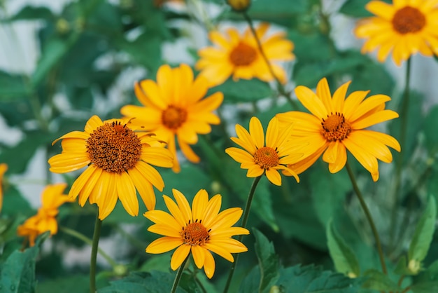 group of petals