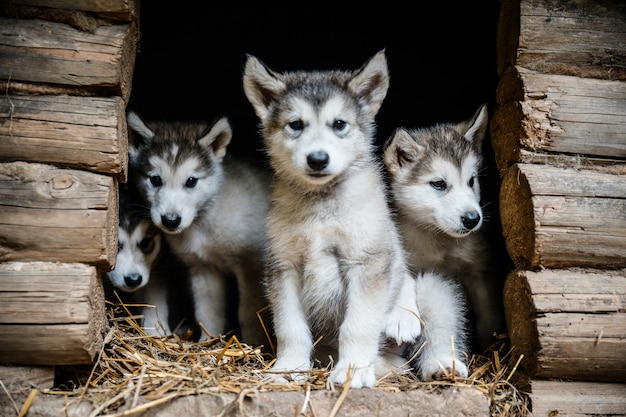 草の庭で実行するかわいい子犬アラスカマラミュートのグループ プレミアム写真