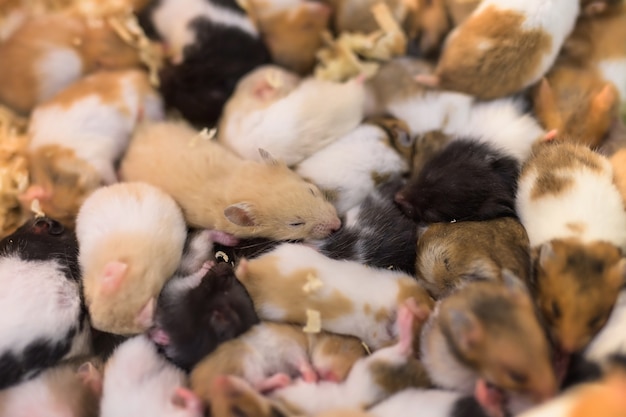 group-of-many-adorable-young-hamster-mouses-lying-and-sleeping-together_33842-937.jpg