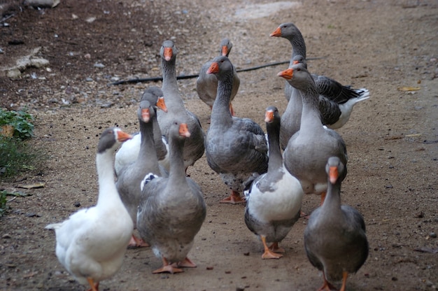 Premium Photo | A group of outdoor geese