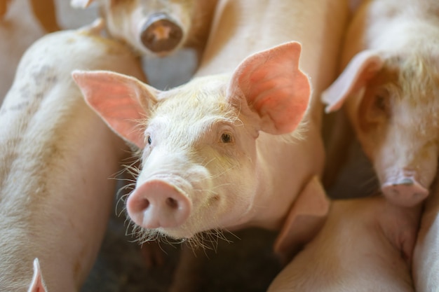 Group of pig that looks healthy in local asean pig farm at livestock. Premium Photo