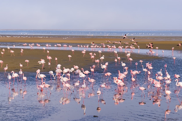 Premium Photo | Group of pink flamingos on the sea at walvis bay ...