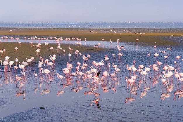 Premium Photo | Group of pink flamingos on the sea at walvis bay ...