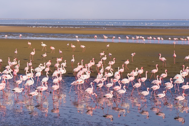 Premium Photo | Group of pink flamingos on the sea at walvis bay ...