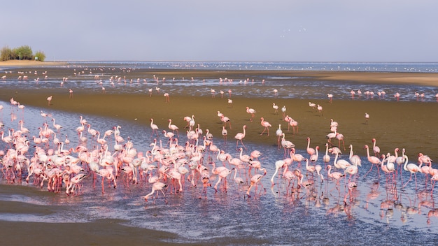 Premium Photo | Group of pink flamingos on the sea at walvis bay ...