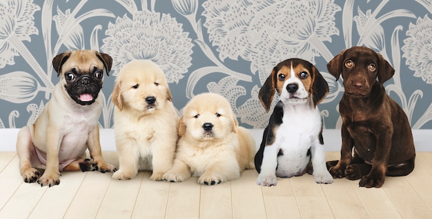 Group Portrait Of Adorable Puppies