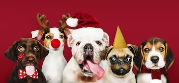 Free Photo | Group of puppies wearing christmas costumes