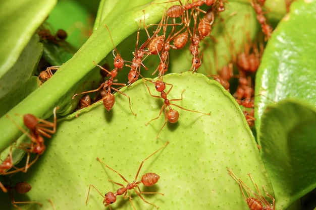 mucommander ant build