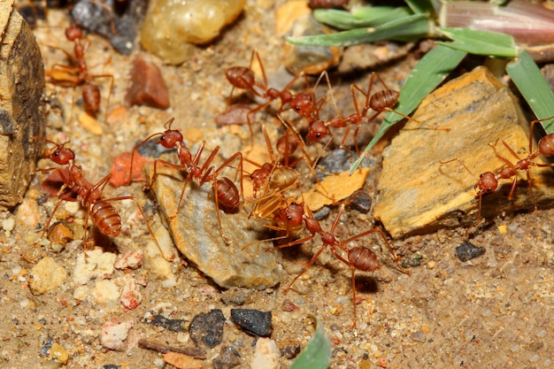 歩く赤アリをグループ化し 砂の床の巣に食べ物を拾う プレミアム写真