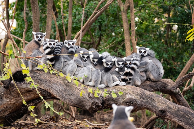 Premium Photo | Group Of Ring-tailed Lemurs Sitting And Hugging On The ...