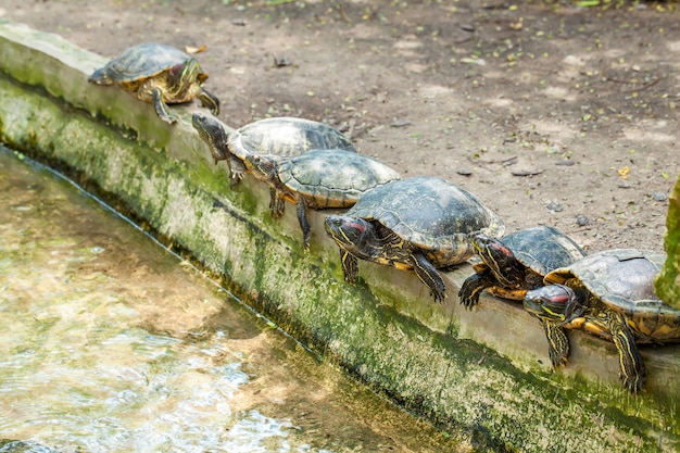 Premium Photo | Group of six red-eared terrapins