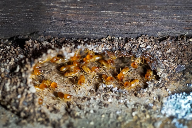 Premium Photo | Group of the small termite termites are social ...