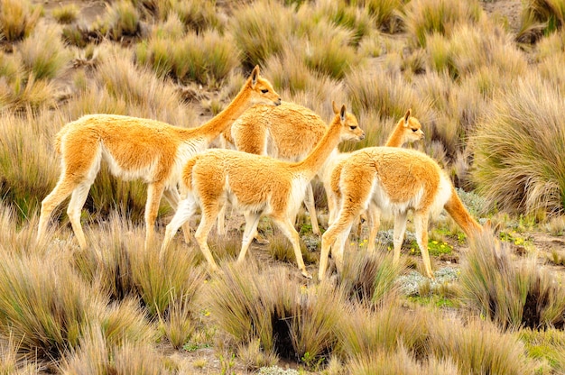 Premium Photo | A group of vicunas