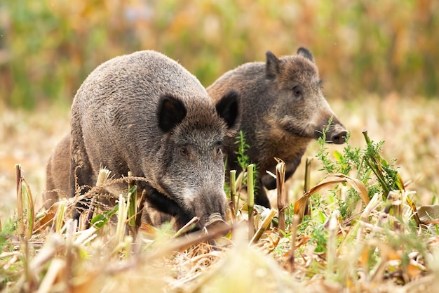 Premium Photo | Group of wild boars sniffing and grazing on the corn field