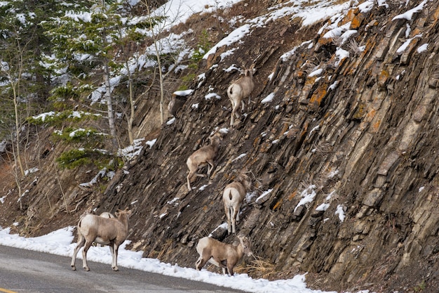 Premium Photo Group Of Young Bighorn Sheep Standing On The Snowy Rocky Mountain Hillside Banff National Park