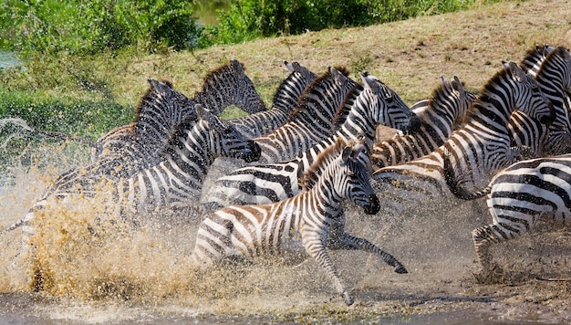 Premium Photo Group Of Zebras Running Across The Water Kenya Tanzania National Park 4360