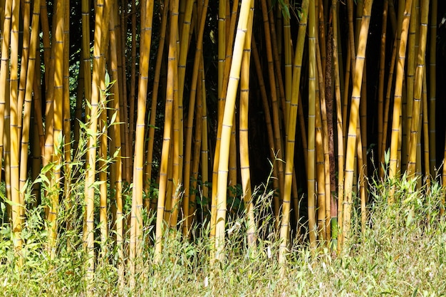 Premium Photo | Grove of bamboo tree