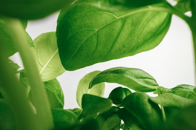 Premium Photo | Growing leaves of micro green plant macro