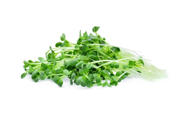 Premium Photo | Growing microgreens on white background