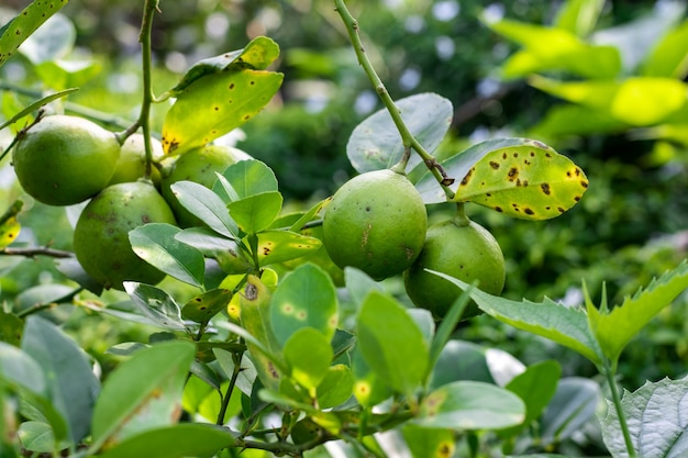 Фото Зеленых Лимонов