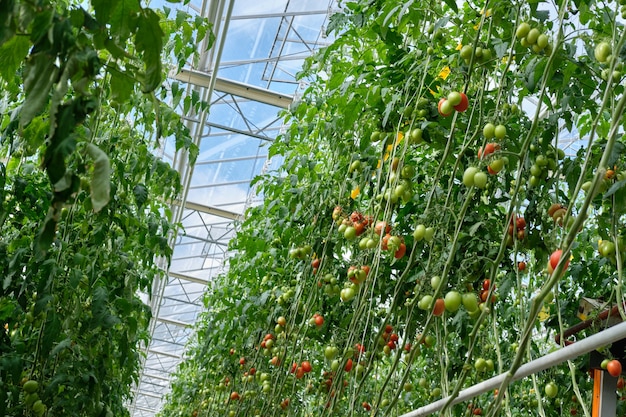 Premium Photo | Growing tomatoes in a hydroponic greenhouse with ...