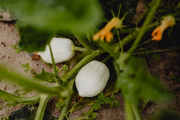 Free Photo | Growing white pumpkins at a farm