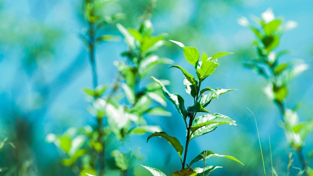 premium-photo-grown-tea-leaves