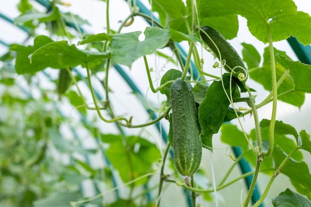 Premium Photo | The growth and blooming of greenhouse cucumbertasty ...