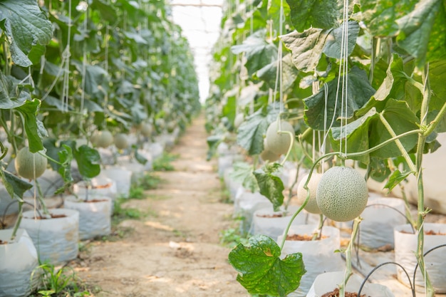 Growth of young melon in glasshouse. | Free Photo