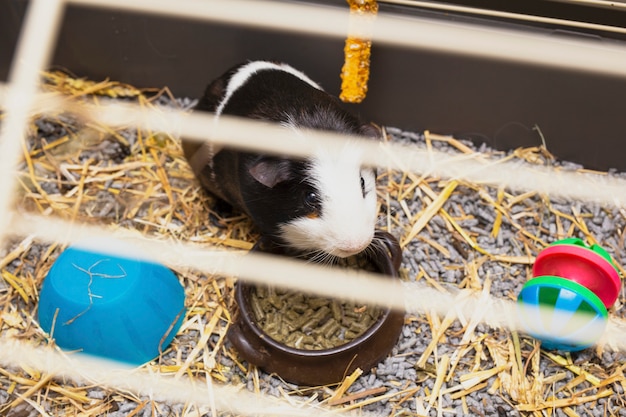 white guinea pig cage