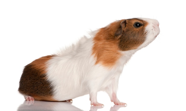 Premium Photo | Guinea pig, cavia porcellus isolated