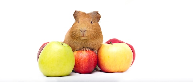 can guinea pigs have green apples