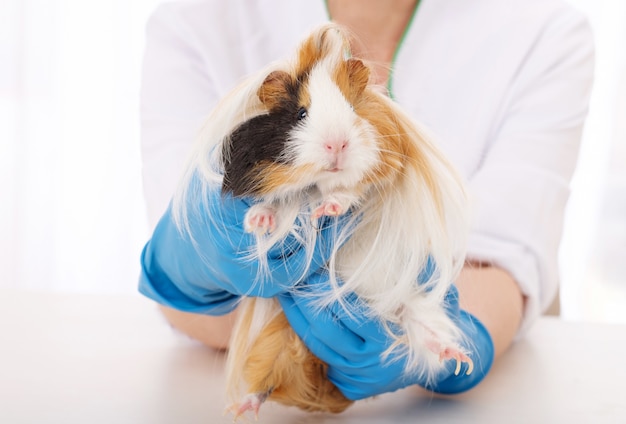 vets near me that see guinea pigs