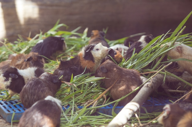 guinea pigs eating grass