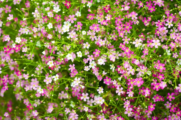 Premium Photo | Gypsophila paniculata