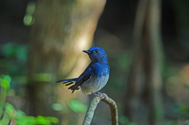 Premium Photo | Hainan blue flycatcher (cyornis hainanus)