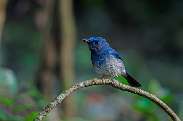 Premium Photo | Hainan blue flycatcher (cyornis hainanus)