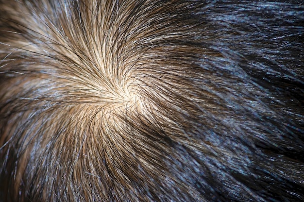 Premium Photo | A hair whorl, a circular direction around center point ...