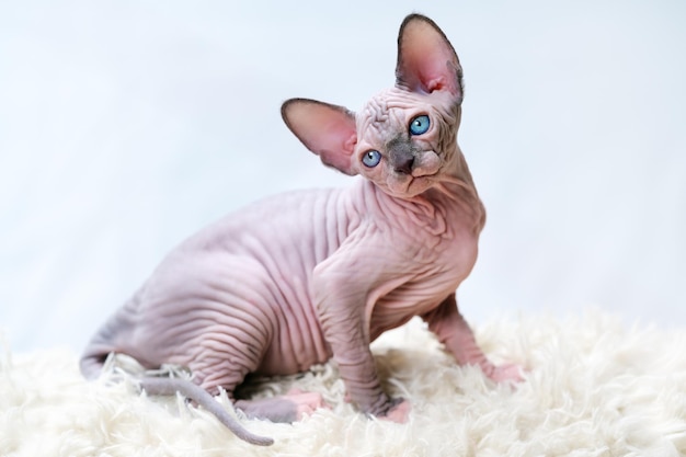 Premium Photo | Hairless canadian sphynx kitten sitting