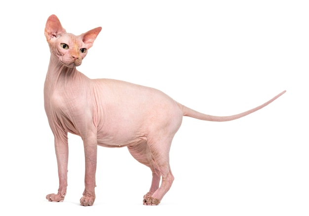 Premium Photo | Hairless sphynx cat portrait isolated