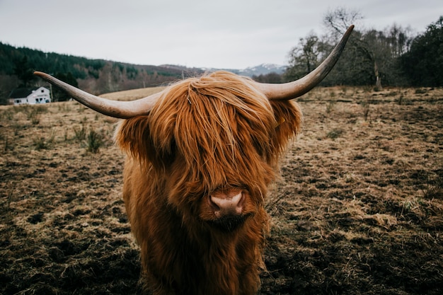 Hairy cow in field Photo | Free Download