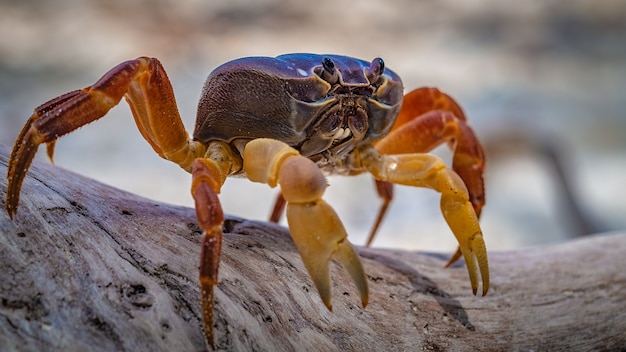 Premium Photo | Hairy leg mountain crab crawling on tree bark