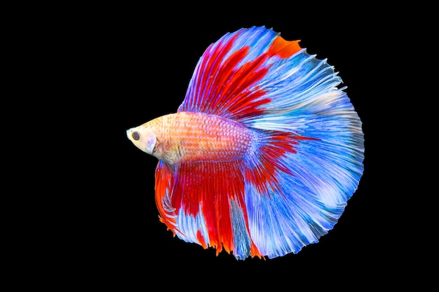 Premium Photo Half Moon Tail Red Blue Betta Siamese Fighting Fish In Action In Black Background With Cli